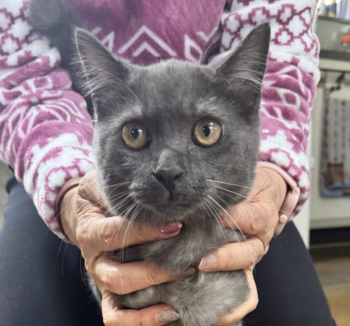 ぐれちゃんの画像